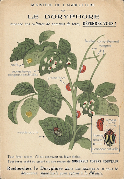 Le doryphore menace vos cultures de pomme de terre. Défendez-vous !