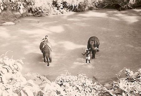 Colombo: Swimming elephants